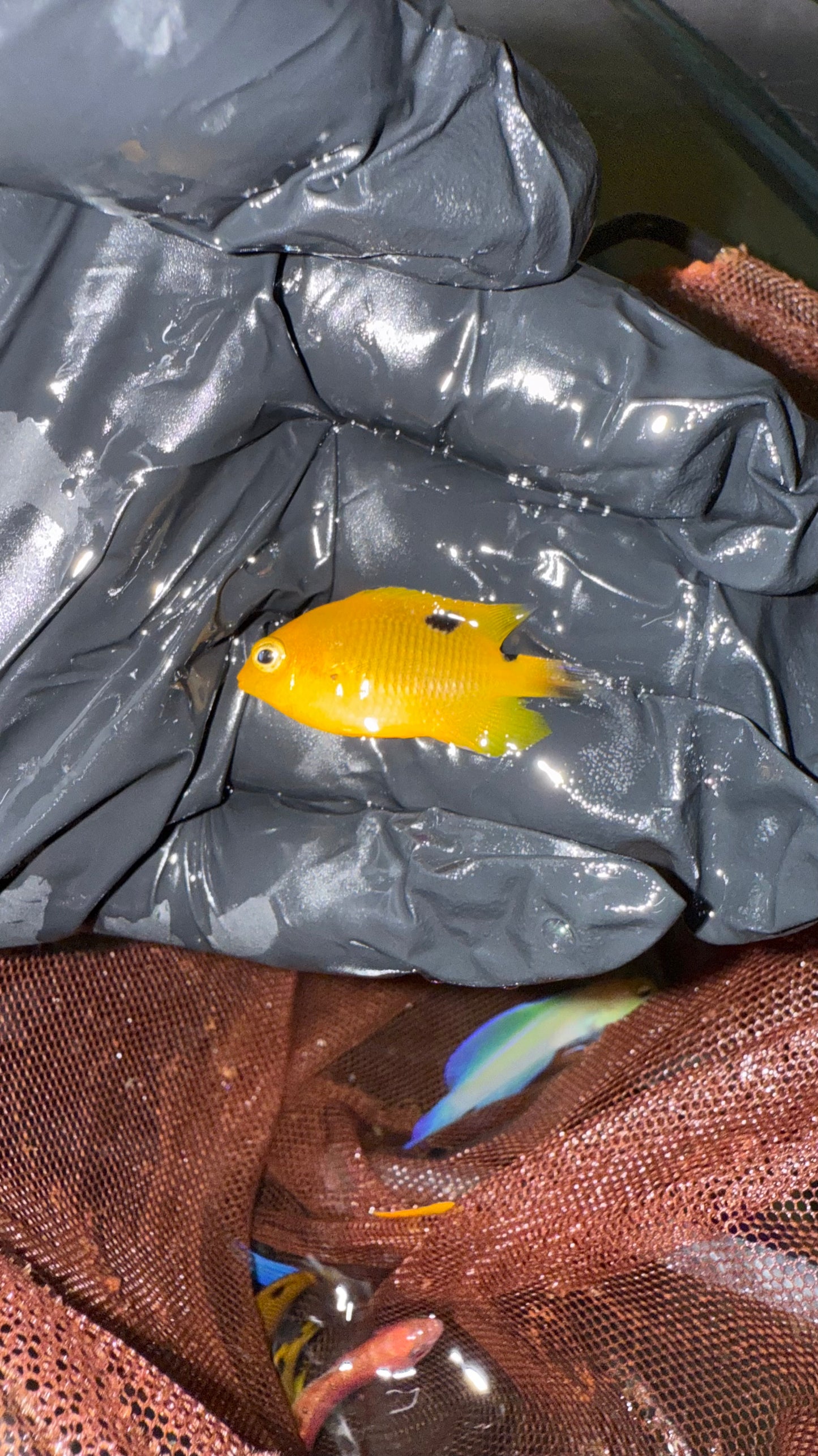 Threespot Damselfish - Stegastes planifrons