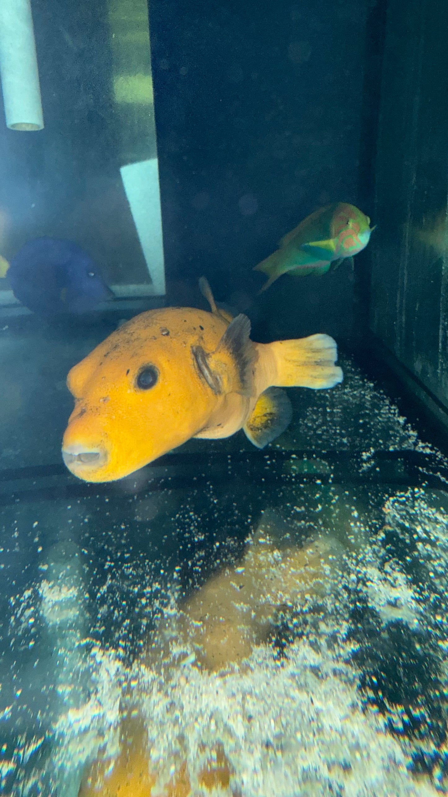 Golden Puffer fish 10” WYSIWYG