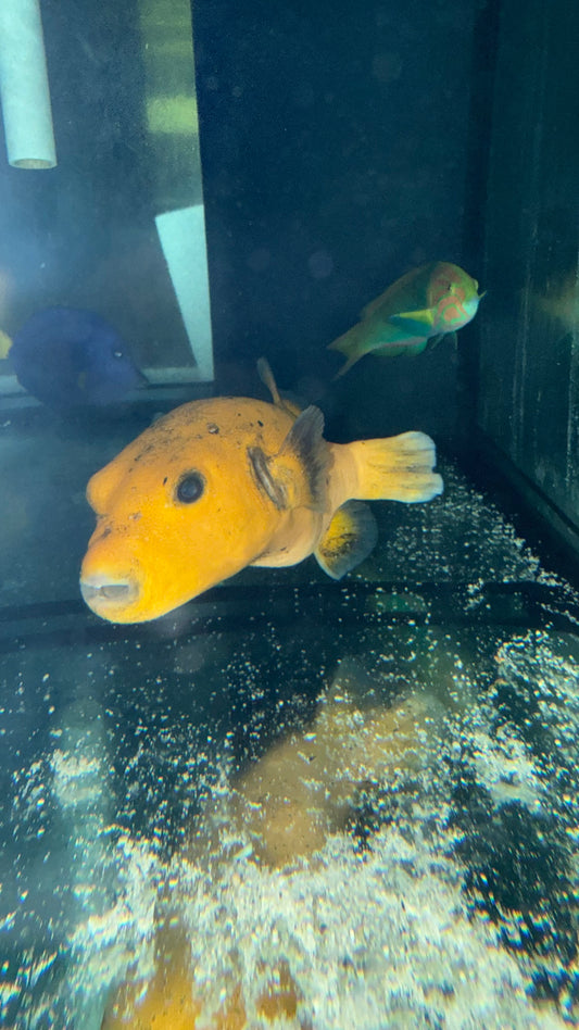 Golden Puffer fish 10” WYSIWYG
