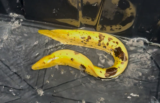 Brazilian JUMBO Banana Eel - 14” CRAZY COLOR