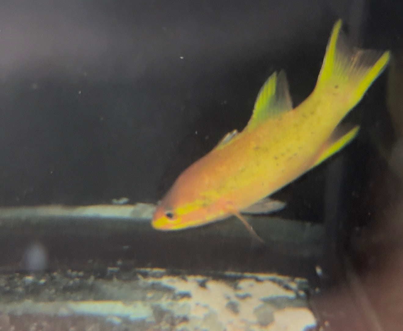 Liopropoma aragai