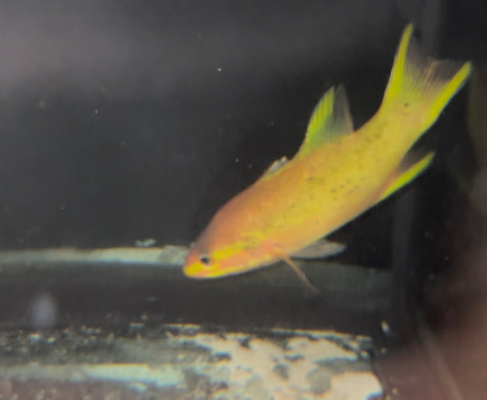 Liopropoma aragai