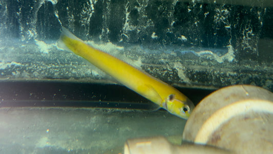Golden Tail Tilefish