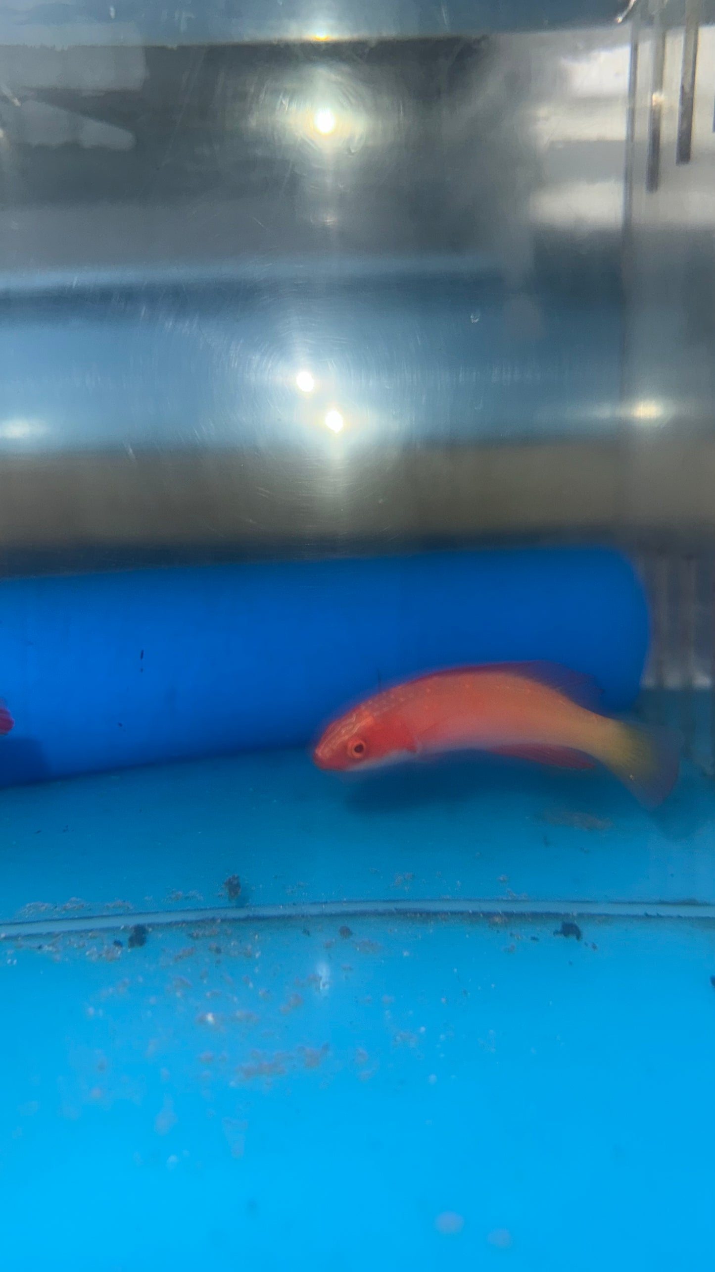 Magma Wrasse (Cirrhilabrus sp)-Newly discovered wrasse (3" female)