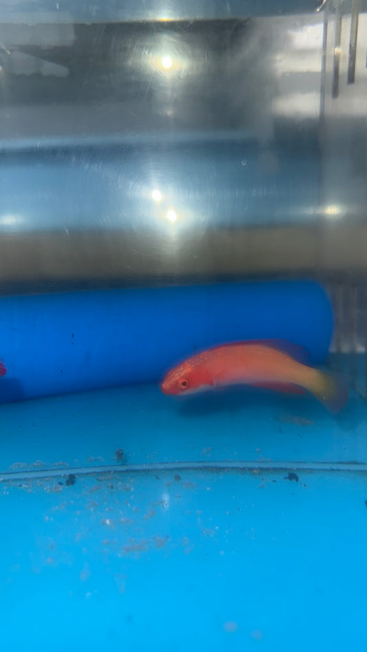 Magma Wrasse (Cirrhilabrus sp)-Newly discovered wrasse (3" female)