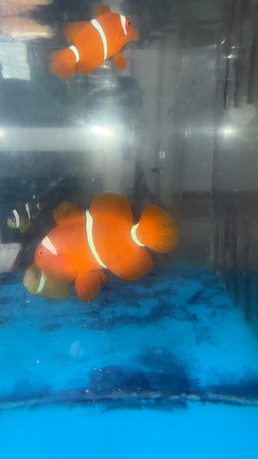 Maroon Clownfish Pair-WC mated