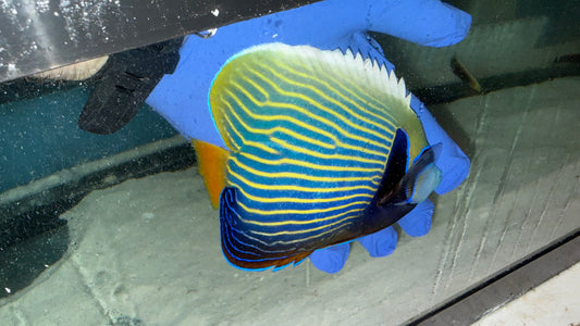 Imperator Angel 6”(Africa Orange Tail) WYSIWYG