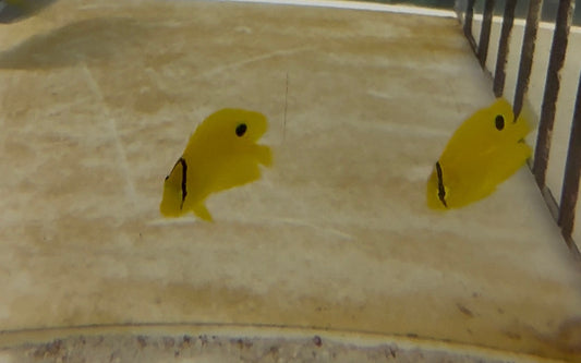 Flagfin Angel-1-2” juv