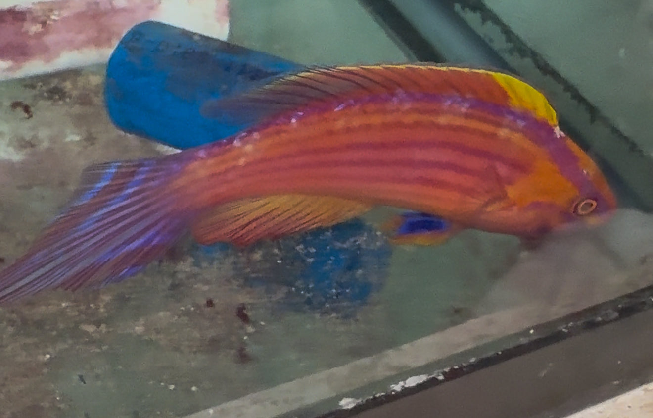 Rose-Band Fairy Wrasse (Cirrhilabrus roseafascia) -XL Ultra SUPERMALE (4-5")