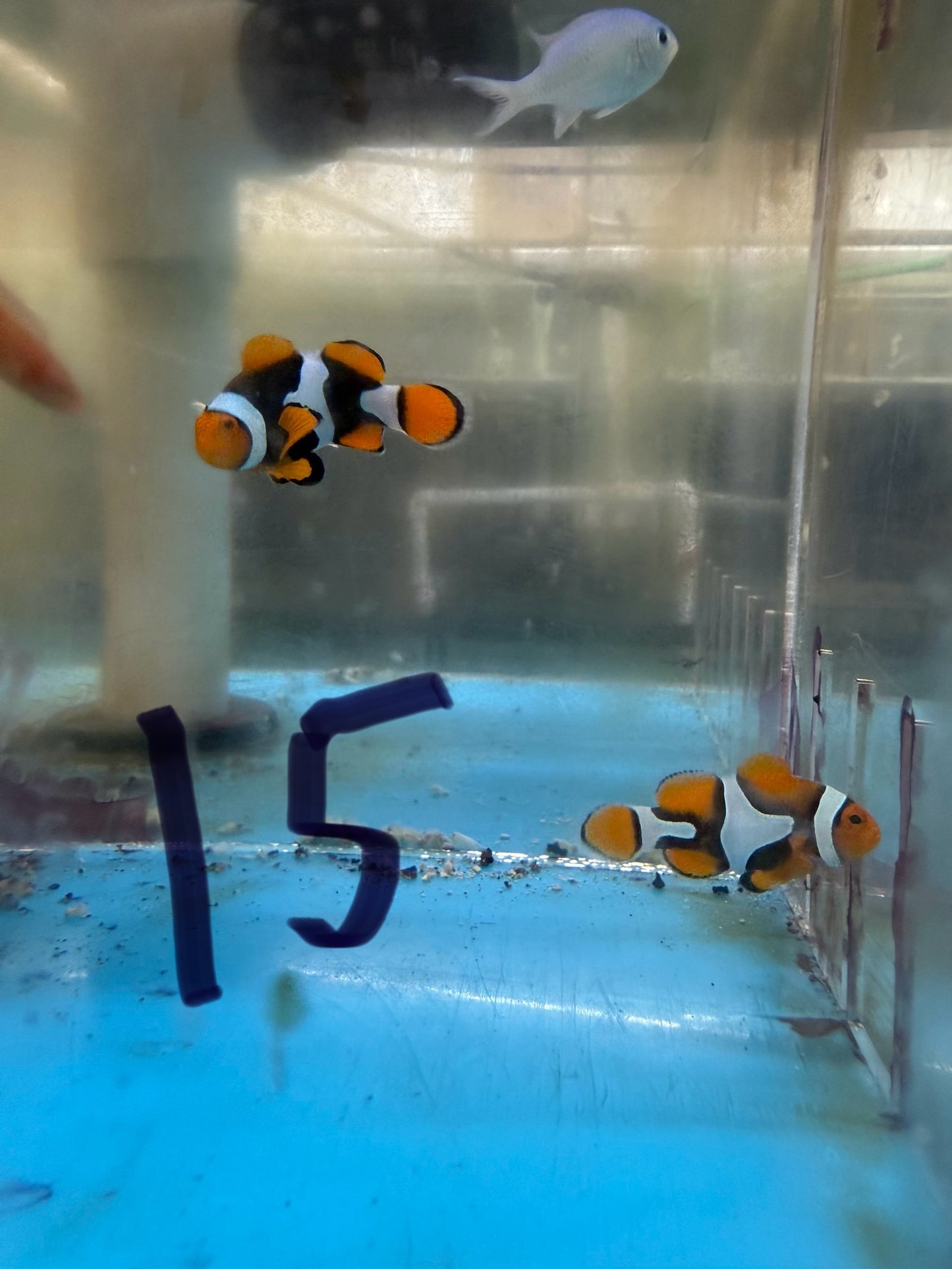 True Percula Clownfish-super black pair 15