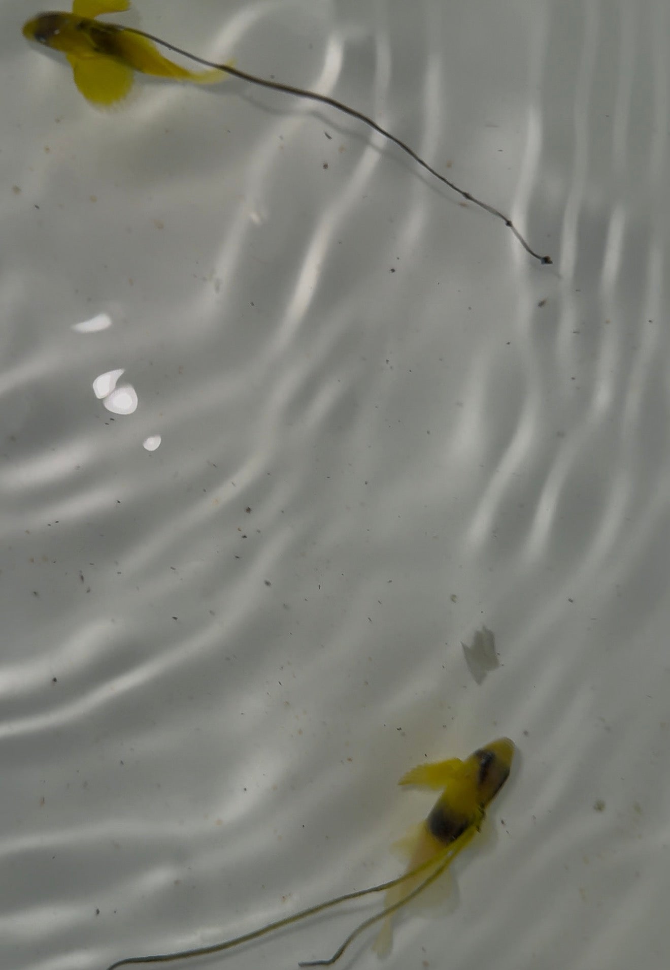 Two Banded Grouper-juv