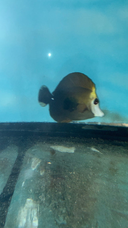 Tricolor Koi Scopas Tang WYSIWYG
