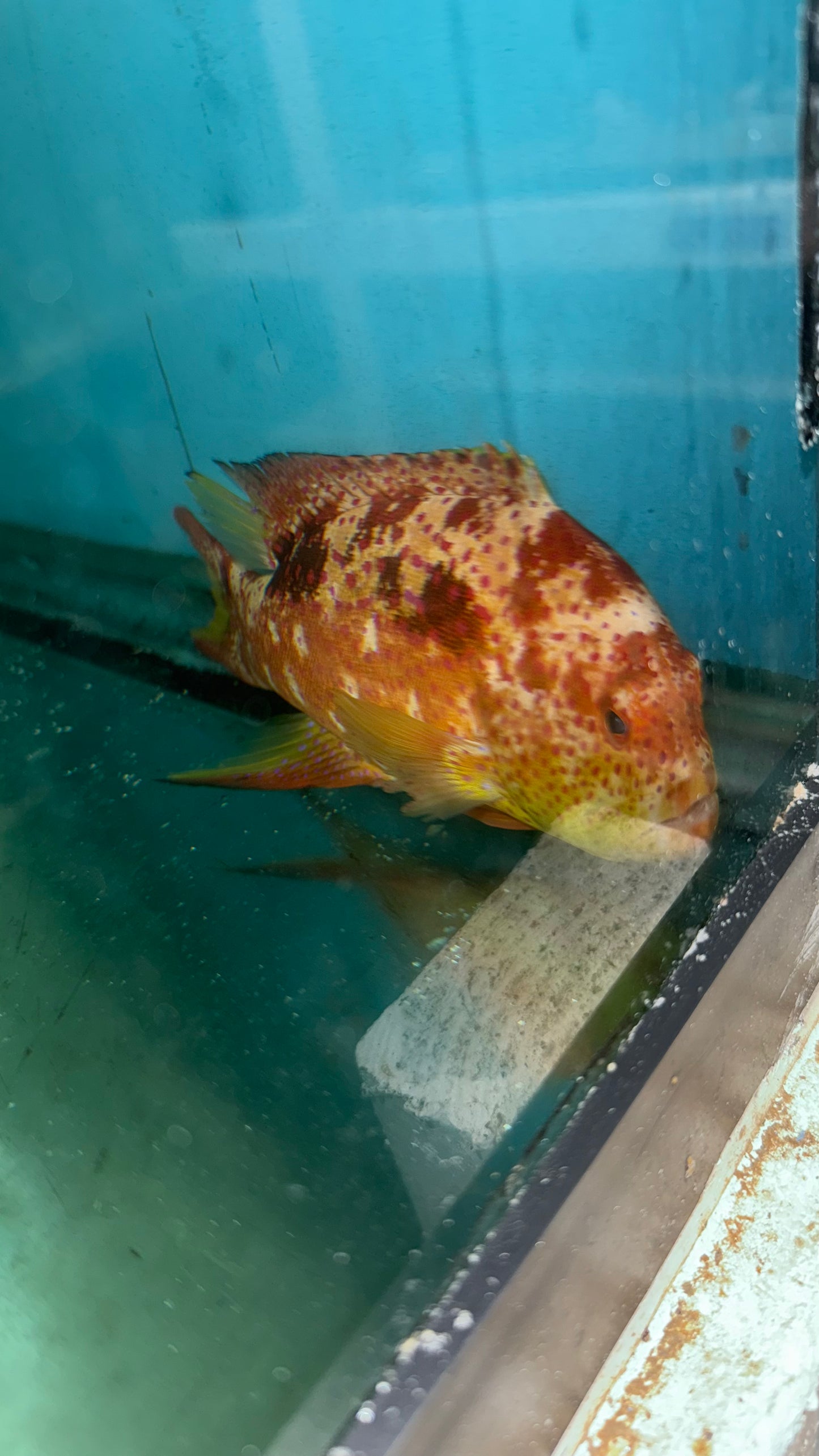 Lyretail Grouper (7-8”)