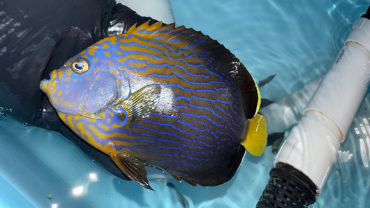 Maze (orange face) Angelfish | Chaetodontoplus Chrysocephalus (7” WYSIWYG #1)