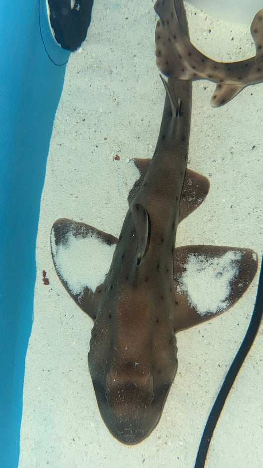 Mexican Horn Shark 18”(Heterodontus Mexicanus) -