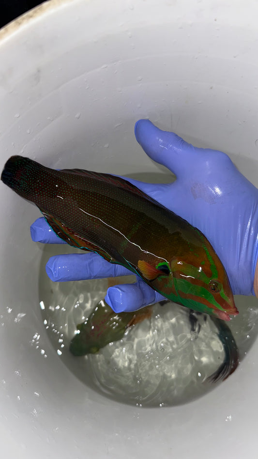 Formosa Coris Wrasse (10") Red Sea