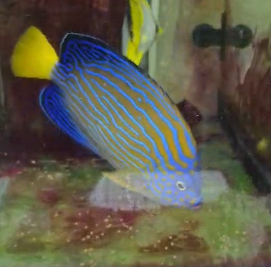 Maze (orange face) Angel (Chaetodontoplus Chrysocephalus) 6-7” (#2)