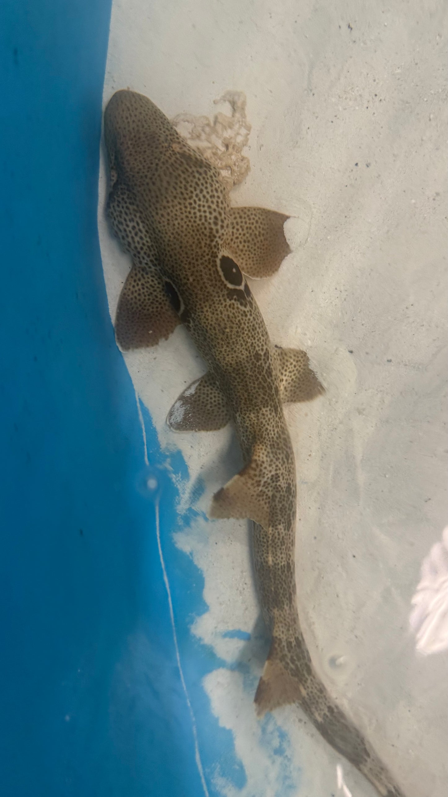 Speckled Carpetshark | Hemiscyllium trispeculare (24")