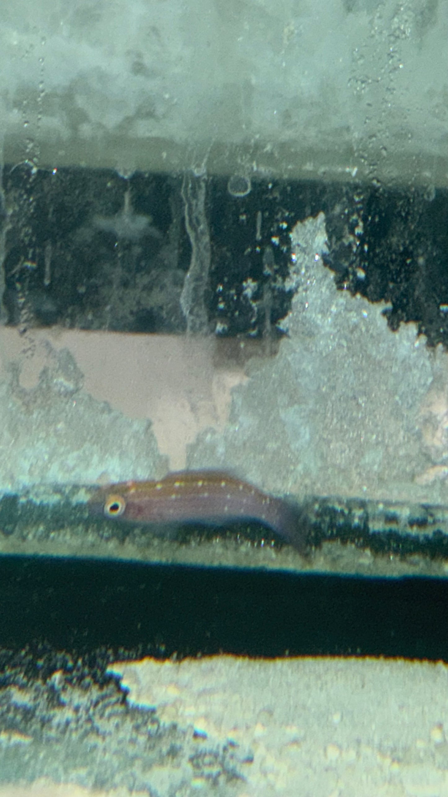 Earl's Fairy Wrasse Female | Cirrhilabrus Earlei