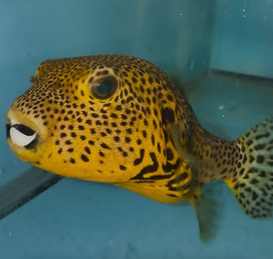 Starry (stellatus) Puffer 6-7"