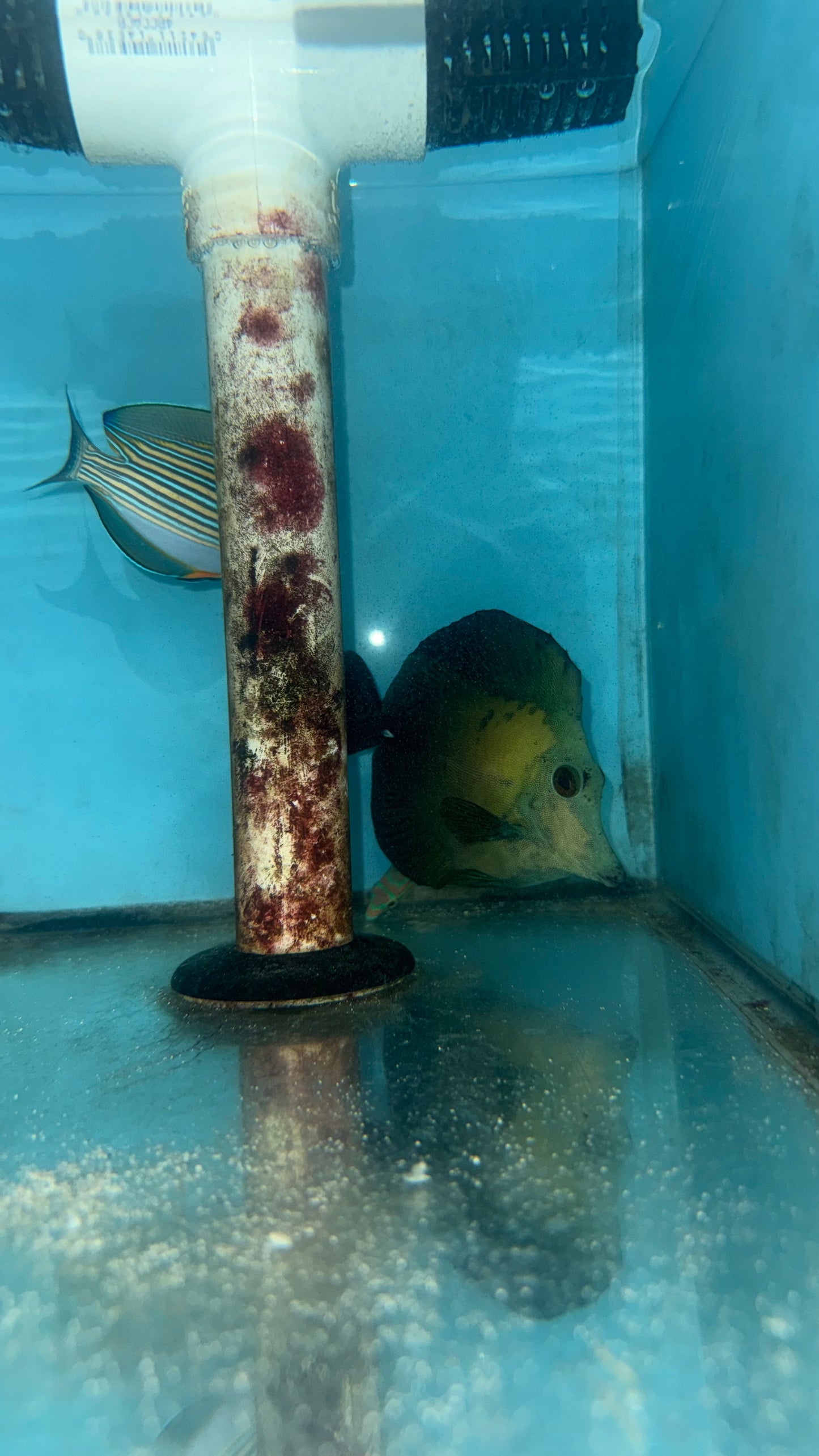 Blue Face Koi Scopas Tang wysiwyg #2 (4-6")