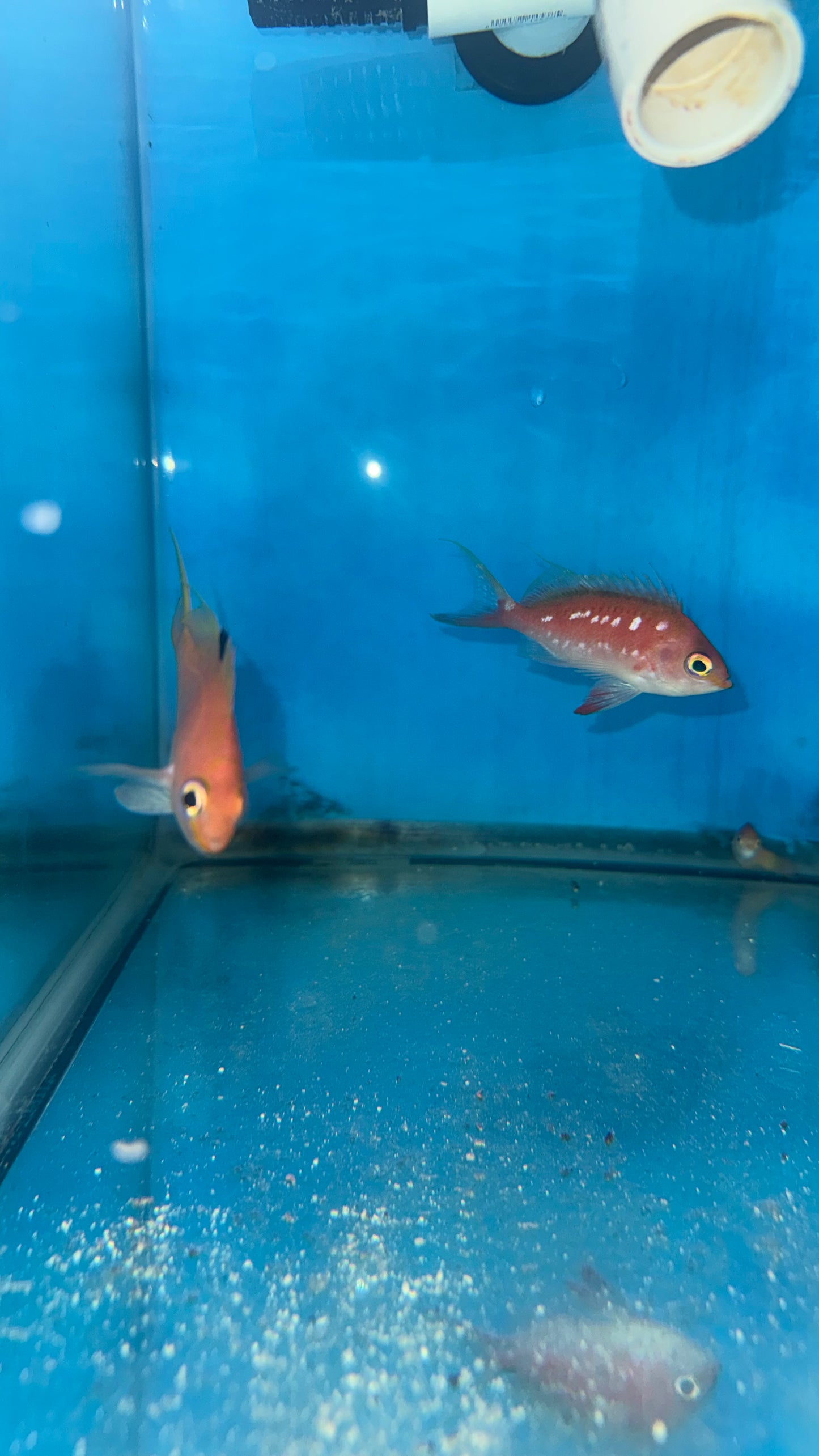 Cherry Anthias PAIR (Japanese 4"M/3"F)