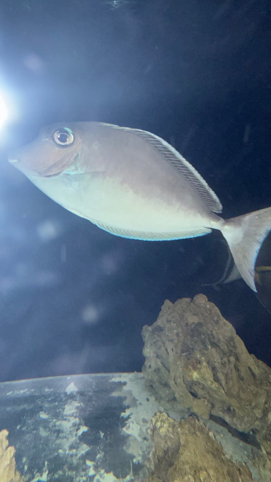 Whitemargin unicornfish (Naso annulatus)-8"