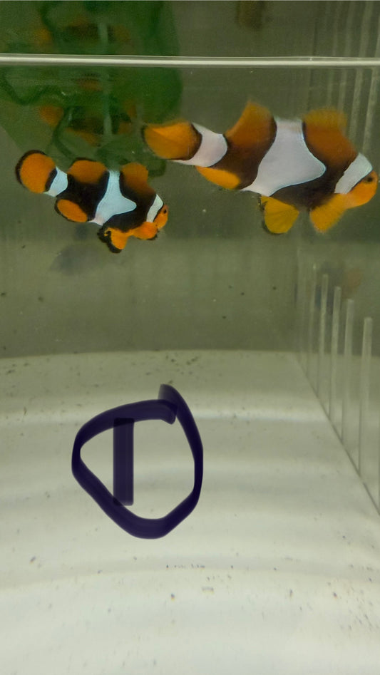 True Percula Clownfish Pair-Solomon Island #1