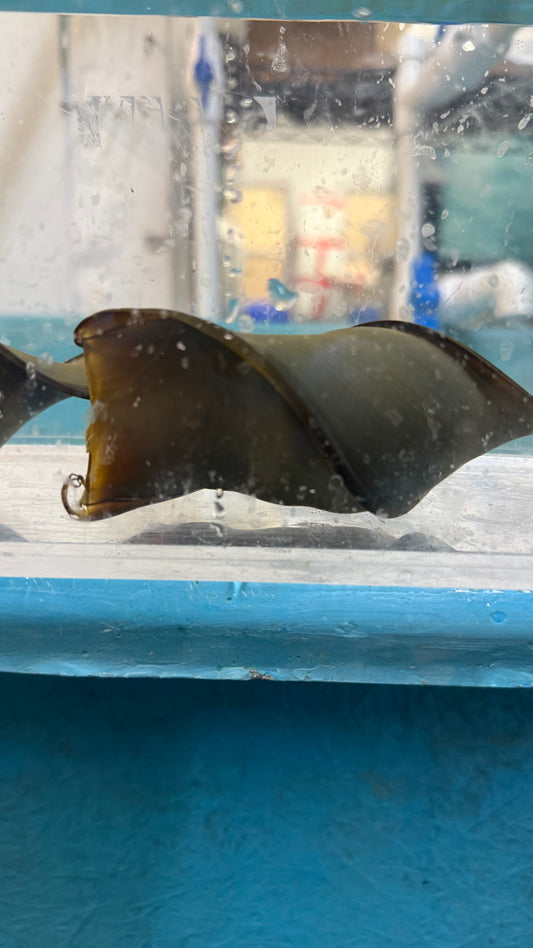 Zebra Horn Shark (Heterodontus Zebra) EGG