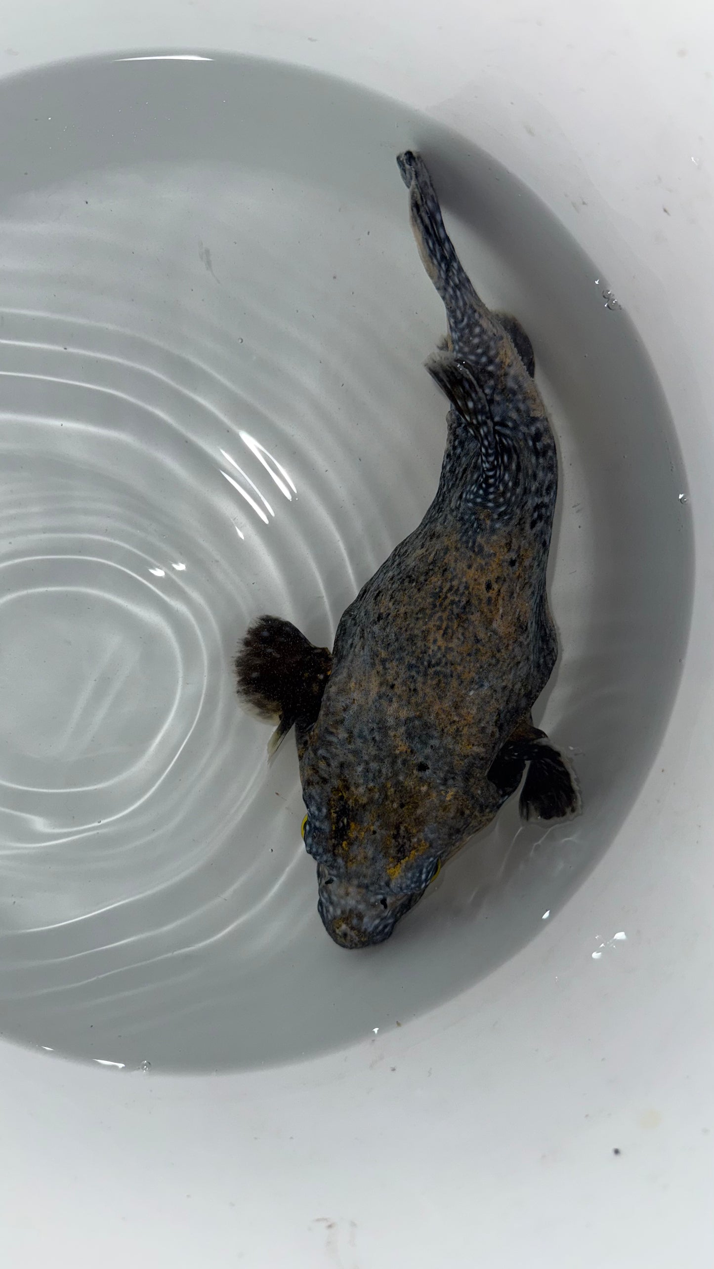Transitioning Guinea Fowl/Golden Puffer fish 10”