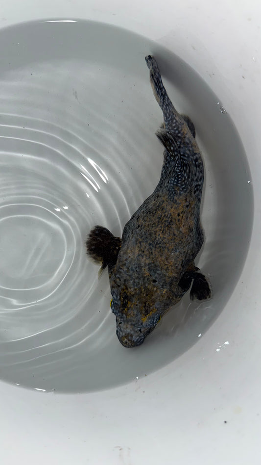 Transitioning Guinea Fowl/Golden Puffer fish 10”