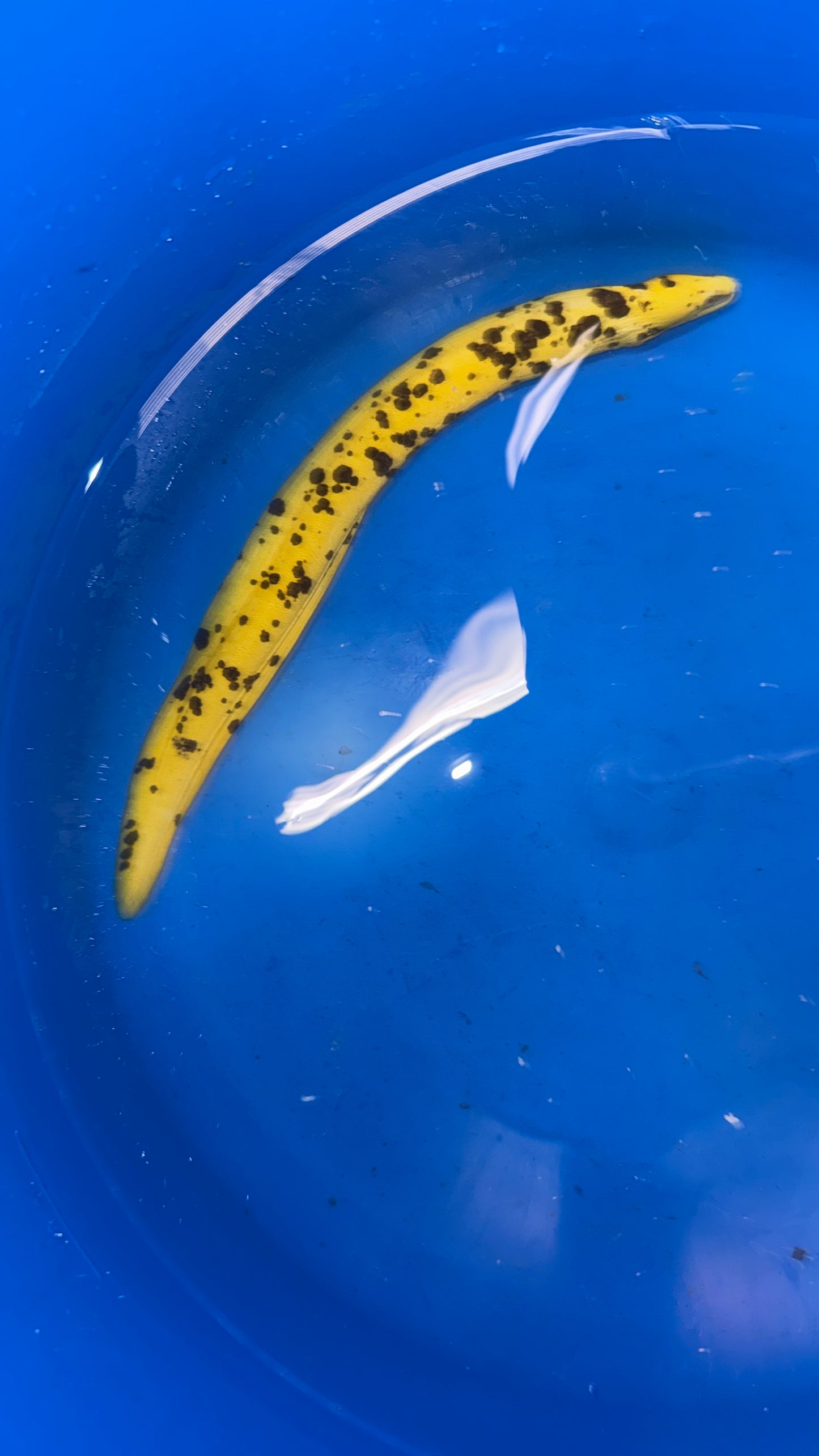 Yellow Banana Eel (18" WYSIWYG)