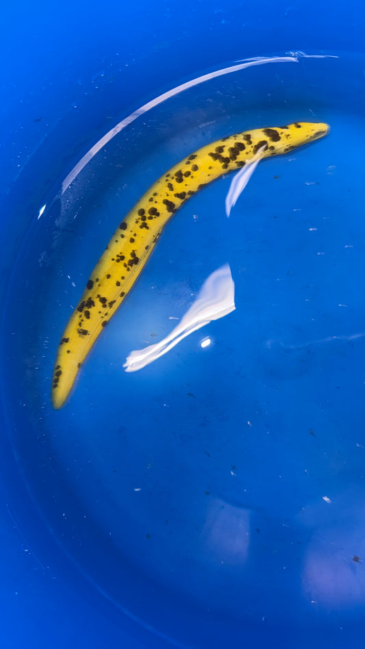 Yellow Banana Eel (18" WYSIWYG)