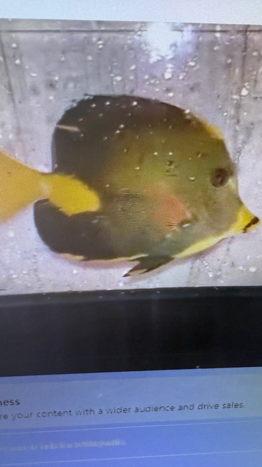 Abberent Koi Tang - wysiwyg