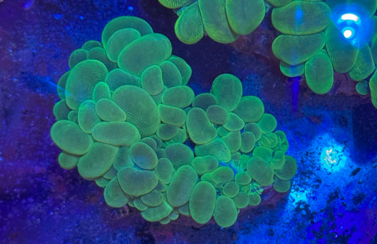 Neon Bubble Coral