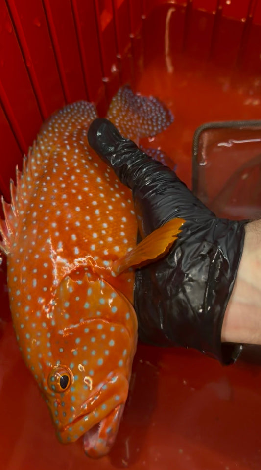 Miniatus Grouper 14" Maldives