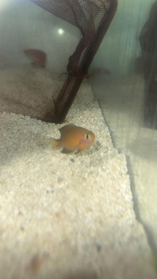 Agile Chromis | Pycnochromis agilis