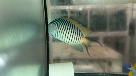 Zebra Swallowtail Angelfish (6" Supermale WYSIWYG)