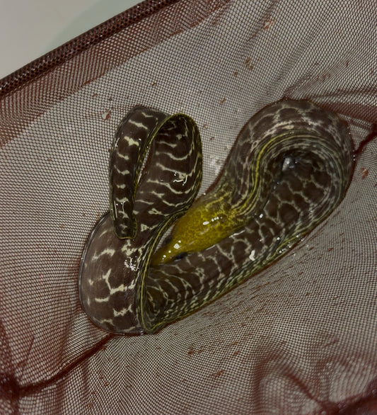 Undulated Moray (Gymnothorax undulatus) 24-30"
