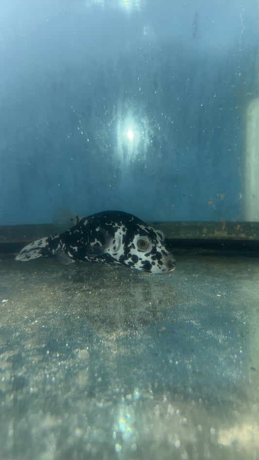 Dalmation (speckled) Dog Face Puffer (5-6”)