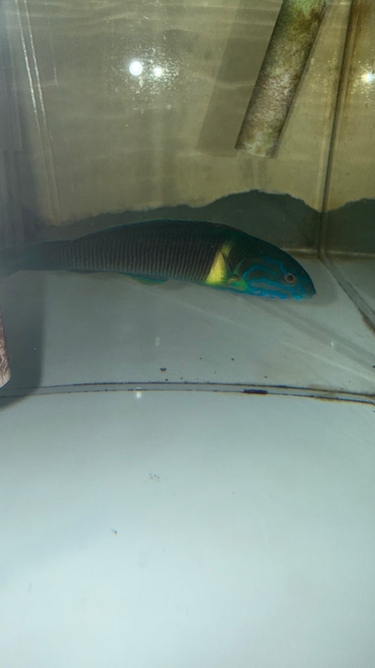 West African Ornate Wrasse (Thalassoma Newtoni) (4")
