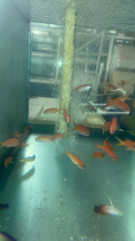 Ignitus Anthias (Pseudanthias ignitus)