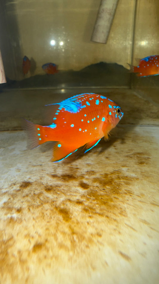 Garibaldi (1-2”) GROUP OF 6