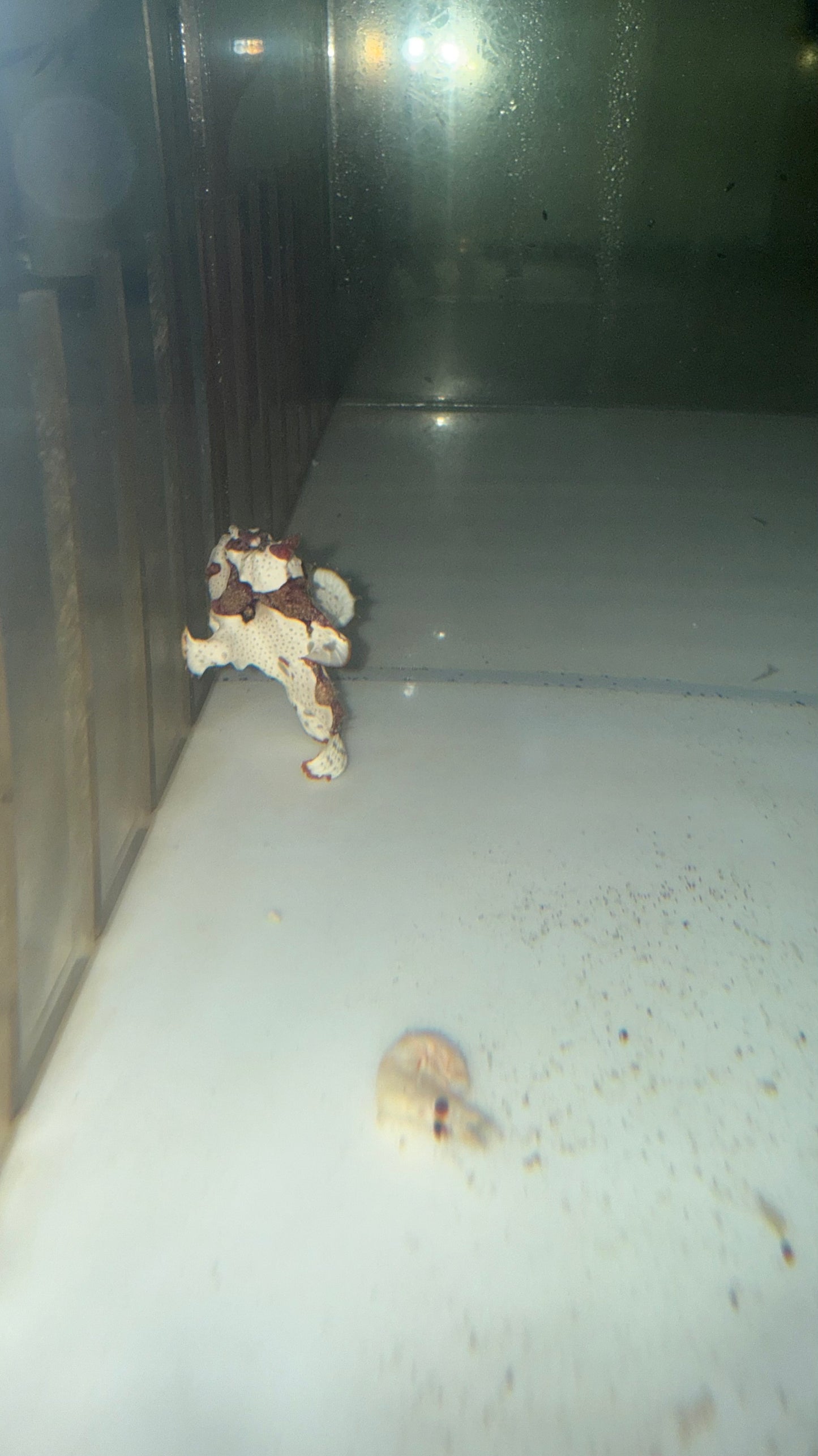 Wartskin Anglerfish 2”(white)