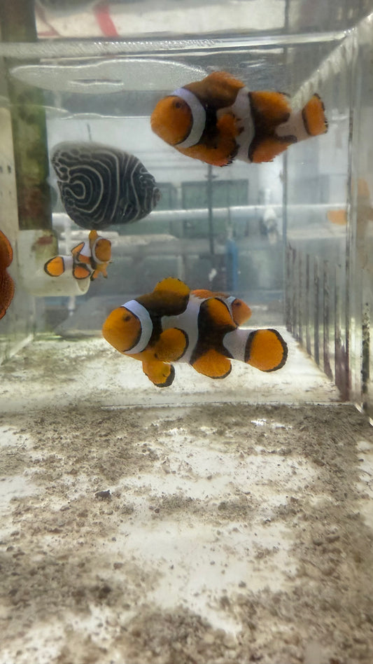 True Percula Clownfish-super black pair (WYSIWYG #5)