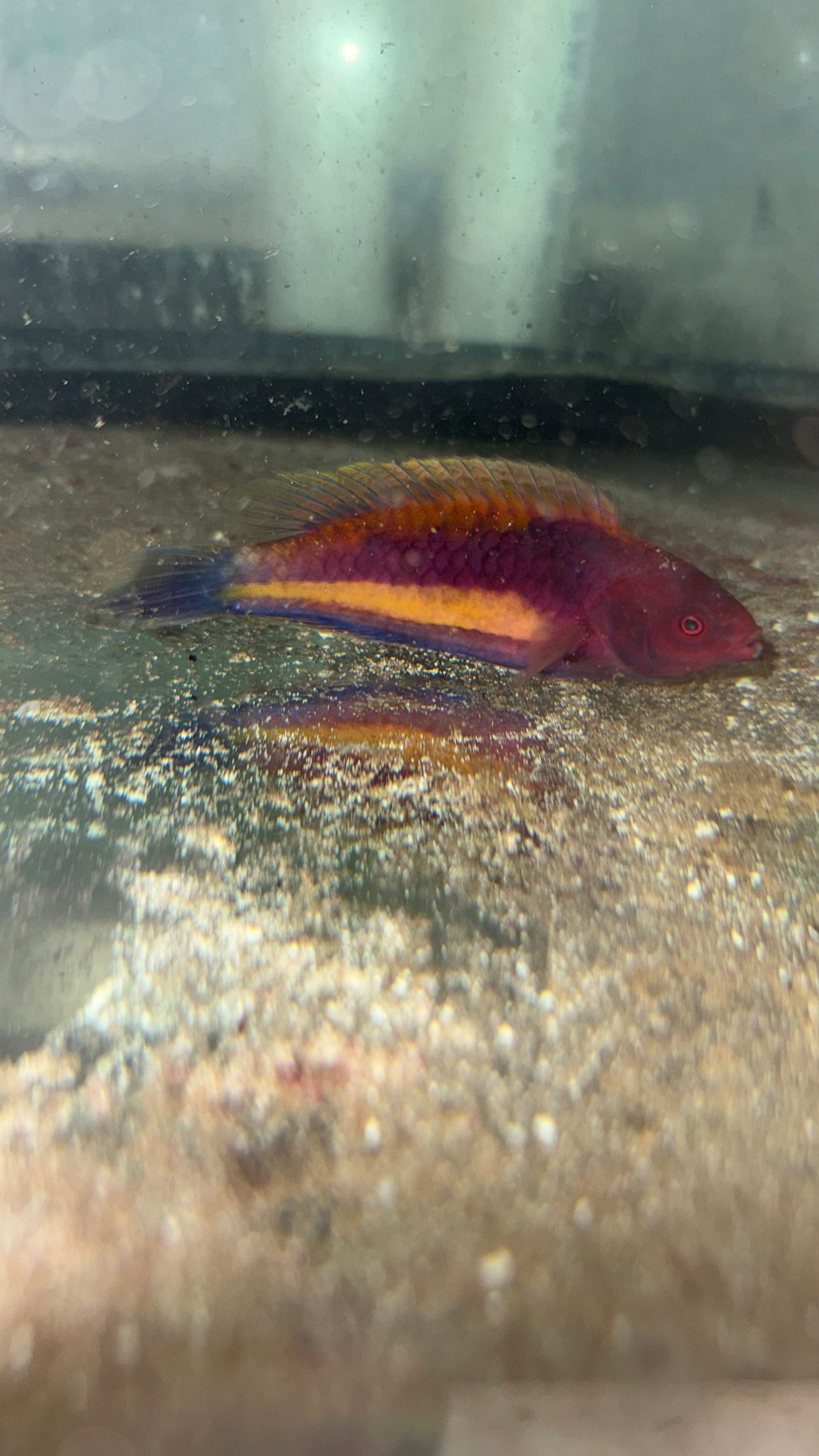 Velvet Multicolor Fairy Wrasse-4" Male