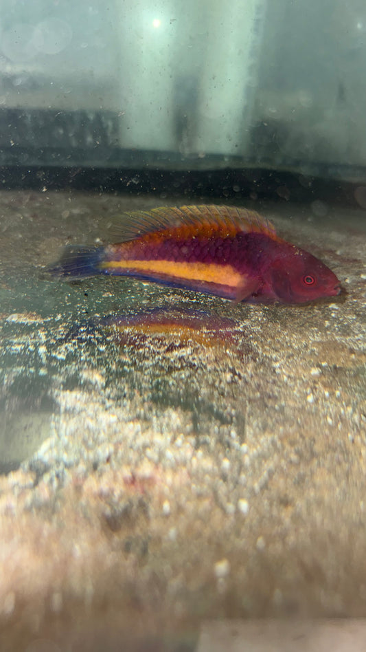 Velvet Multicolor Fairy Wrasse-4" Male