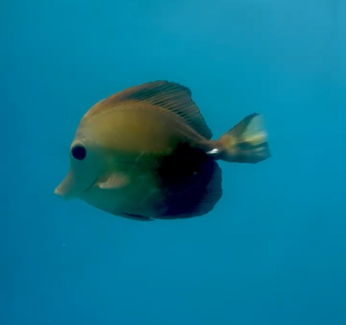 Blue Face Koi Scopas Tang wysiwyg #2 (4-6")