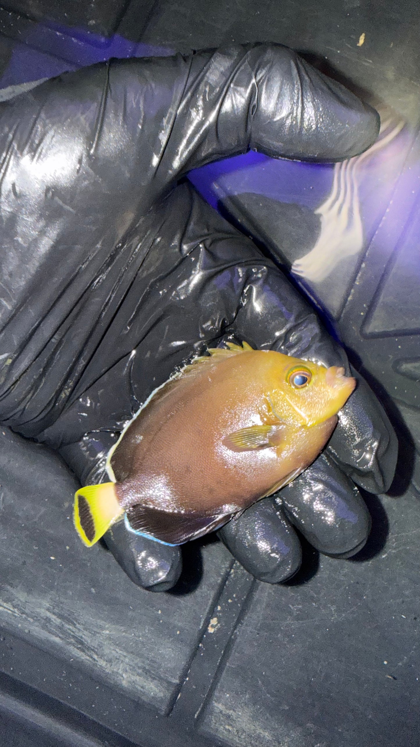 Conspiculatus Angel Hybrid (Chaetodontoplus conspicillatus x meredithi) (3” Captive Bred)
