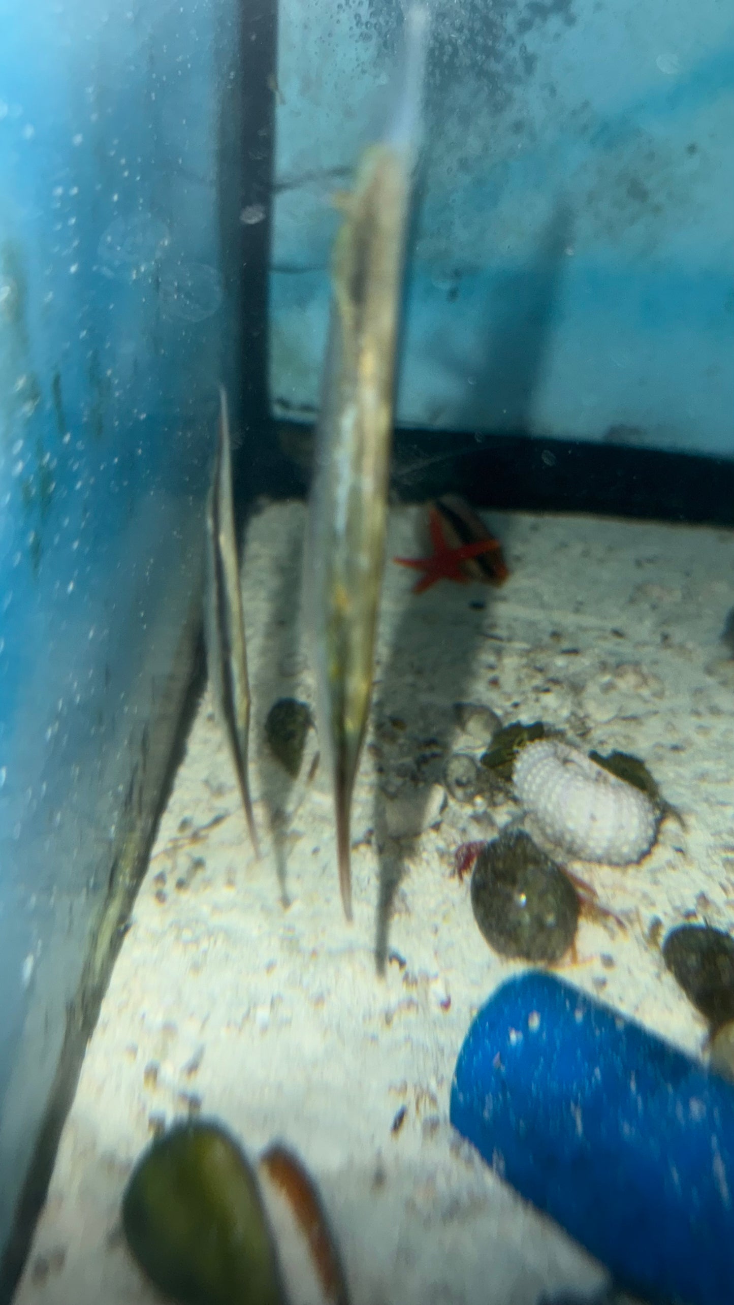 Striped Shrimpfish | Aeoliscus strigatus